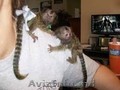 2 Maimuță marmoset pigmeă disponibilă